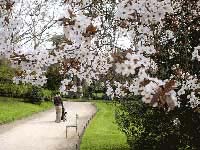 パリ リュクサンブール公園の桜