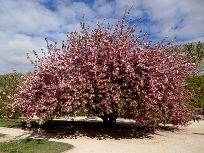 パリ 植物園 桜