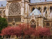 パリ ノートルダム寺院の桜