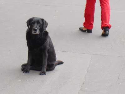 フランス パリ 犬