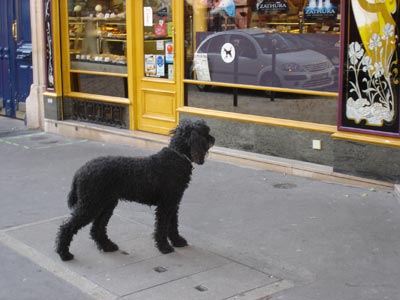 フランス パリ 犬