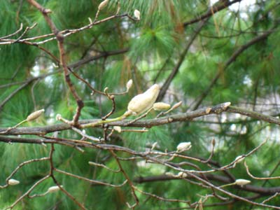 フランス パリ リュクサンブール公園