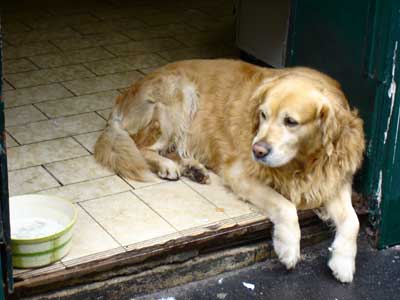 フランス パリ 犬