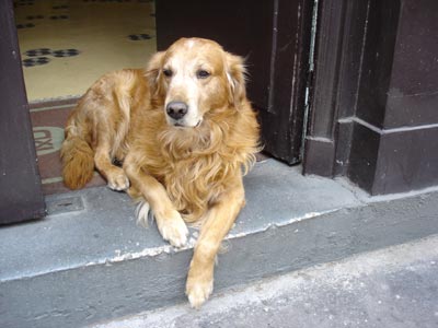 フランス パリ 犬