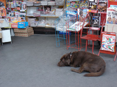 フランス パリ 犬