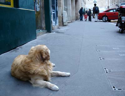 フランス パリ 犬