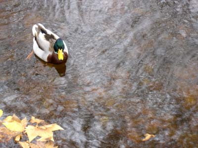 フランス パリ リュクサンブール公園