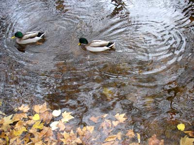 フランス パリ リュクサンブール公園