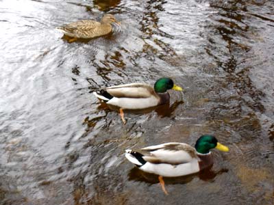 フランス パリ リュクサンブール公園