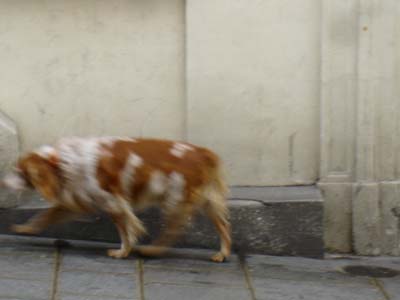フランス パリ 犬