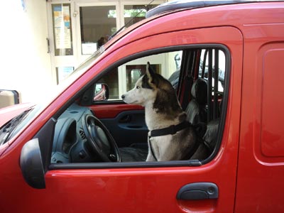 フランス パリ 犬