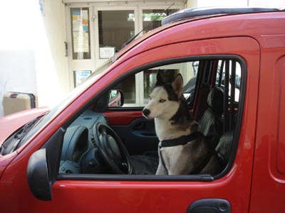 フランス パリ 犬