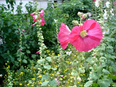 フランス パリ 花