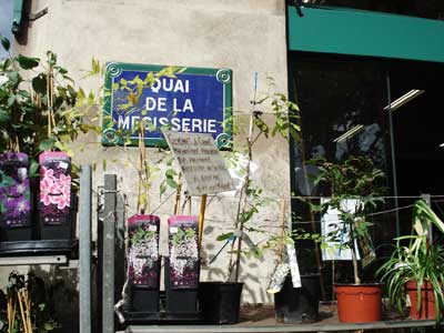 フランス パリ 花市場
