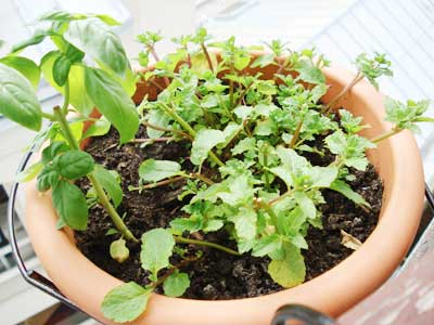 フランス パリ 家庭菜園