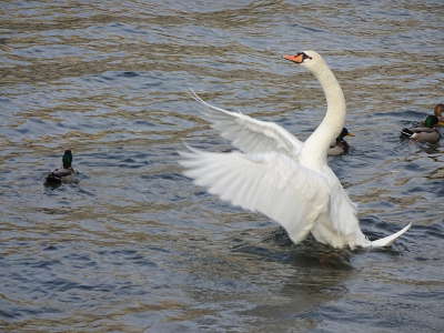 パリ、セーヌ河の白鳥