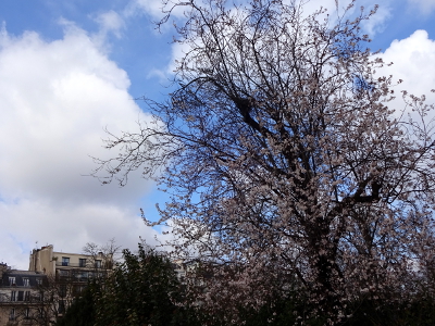 パリ リュクサンブール公園の桜の木