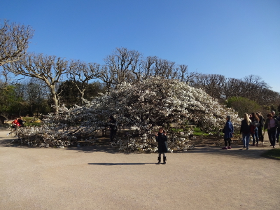 フランス パリ 桜