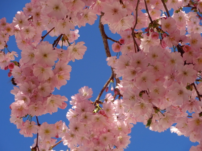 フランス パリ 桜