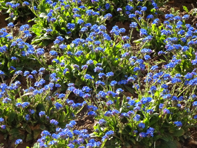 フランス 花 ワスレナグサ myosotis