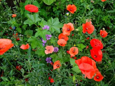 フランス パリ 花