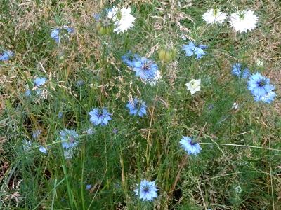 パリ フランス 花