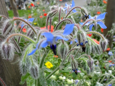 パリ 花の都