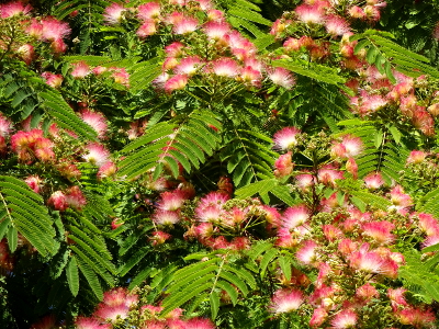 フランス 花