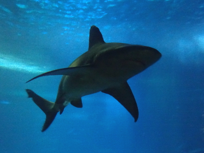 フランス パリ 水族館