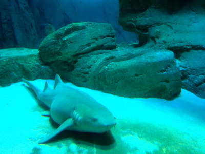 フランス 水族館