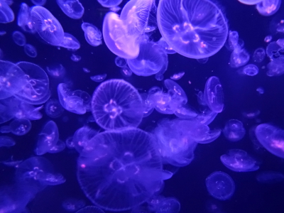 パリ 水族館