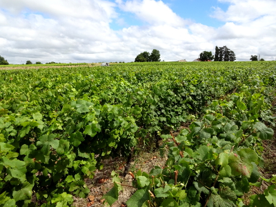 フランス ワイン 畑