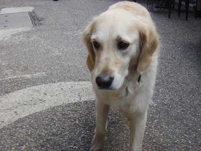 パリ 犬