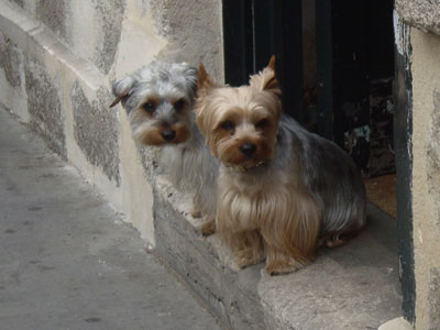 フランス パリ 犬