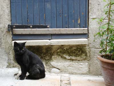 南フランス 猫