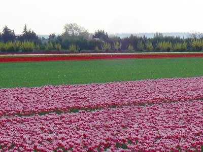 南フランス 花